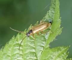Rhagonycha testacea