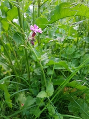 Silene dioica