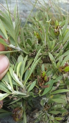 Crossandra grandidieri