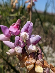 Lathyrus jepsonii jepsonii
