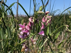 Lathyrus jepsonii jepsonii