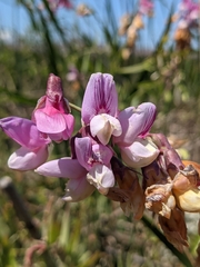 Lathyrus jepsonii jepsonii