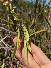 Lathyrus jepsonii jepsonii