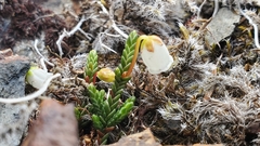 Cassiope lycopodioides