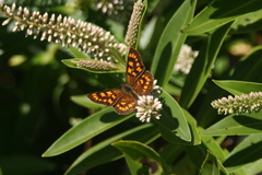 Lycaena enysii