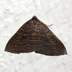 Larentia apotoma