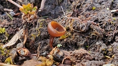Monilinia