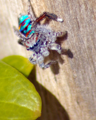 Maratus speciosus