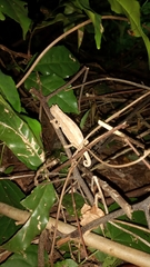 Rieppeleon kerstenii