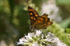 Lycaena enysii