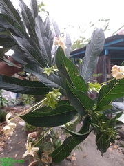 Labisia pumila