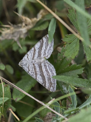 Scotopteryx coarctaria