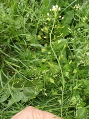 Capsella bursa-pastoris