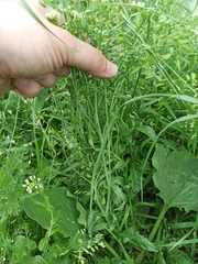 Capsella bursa-pastoris