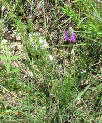 Dalea tenuis