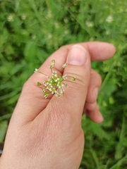 Capsella bursa-pastoris