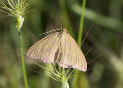Rhodostrophia calabra