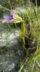 Cynorkis uniflora image