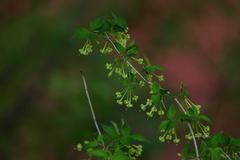 Bouvardia multiflora