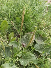 Plantago major