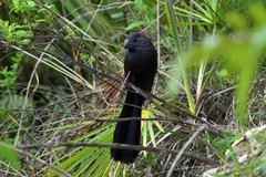 Crotophaga sulcirostris