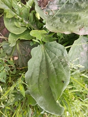 Plantago major