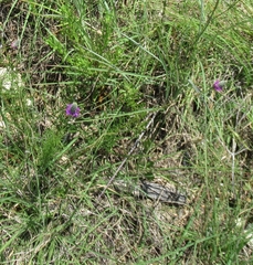 Dalea tenuis