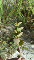 Phyllanthus betsileanus