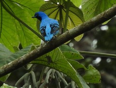 Cotinga amabilis