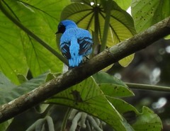 Cotinga amabilis