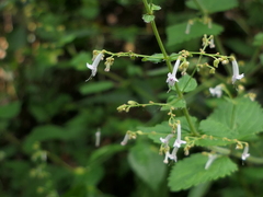 Isodon lophanthoides