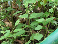 Isodon lophanthoides