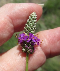 Dalea tenuis