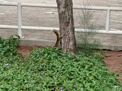 Callosciurus finlaysonii