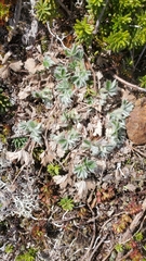 Potentilla × villosula