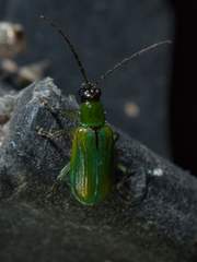 Diabrotica longicornis