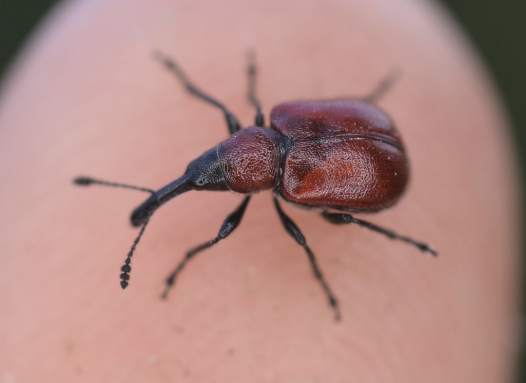 Western Rose Curculio