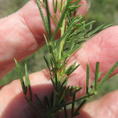 Dalea tenuis