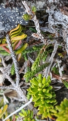 Cassiope lycopodioides