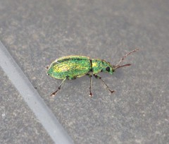 Phyllobius argentatus