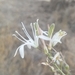 photo of Wavy-leafed Soap Plant (Chlorogalum pomeridianum)