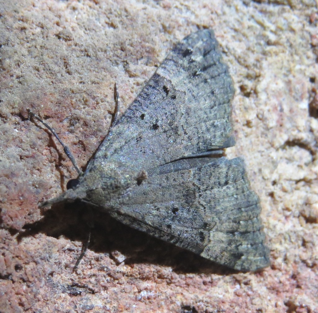 Polypogon typomelas
