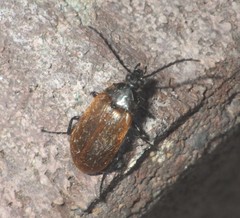 Pseudocistela ceramboides