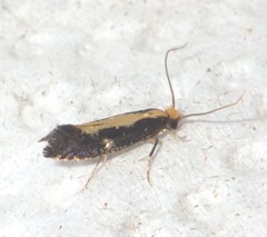 Monopis obviella