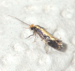 Monopis obviella