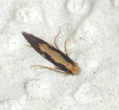 Monopis obviella