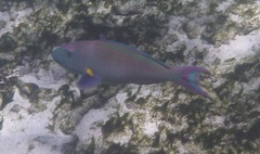 Cetoscarus ocellatus