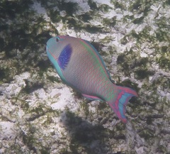 Cetoscarus ocellatus