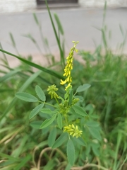 Melilotus officinalis