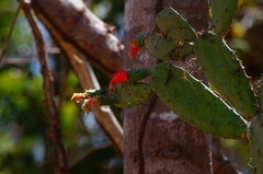 Opuntia dejecta